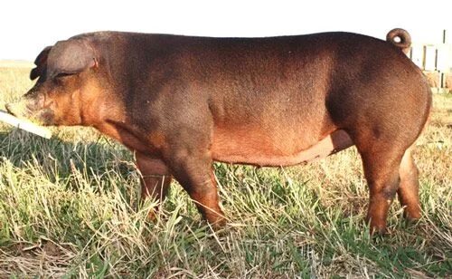 Поросенок дюрок фото мяса Duroc Pig Breed Info, Meat/Pork Production, Farming, Pictures Breeds List Pig br