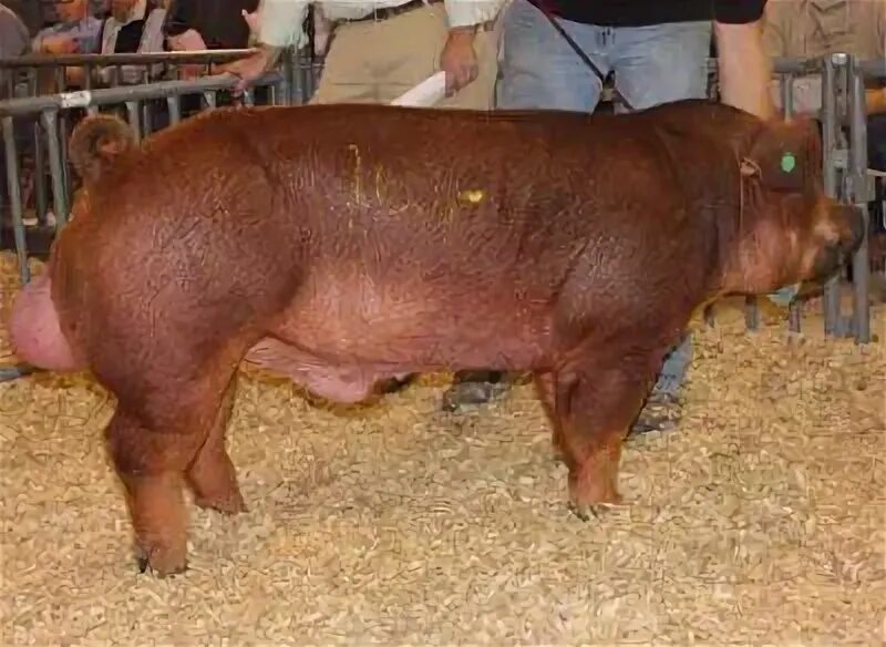 Поросенок дюрок фото мяса Duroc Pig - Facts about Duroc Pigs. The Duroc Pig is the oldest domestic pig bre