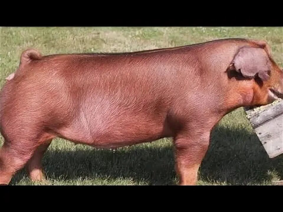 Поросенок дюрок фото мяса Doesn't Compromise in best breed duroc# pigeonlover #pigfarmvideo #assam #sonitp