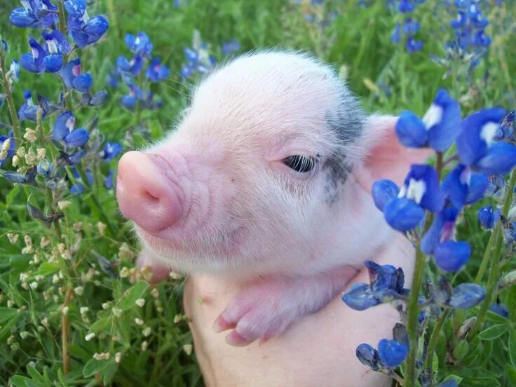 Поросенок фото животного little pig Cute baby pigs, Cute piglets, Cute pigs