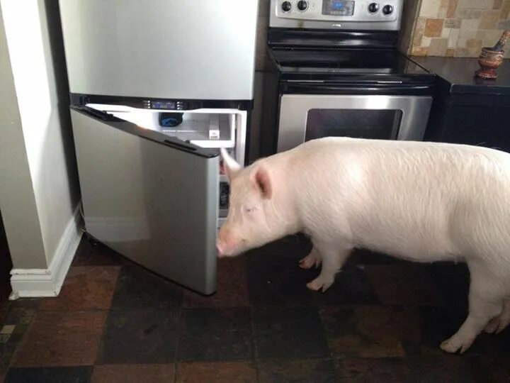 Поросята в домашних условиях фото Rescued Pig Becomes Family Member, Not Family Dinner PETA