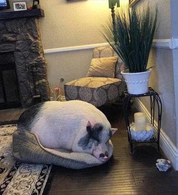 Поросята в домашних условиях фото Chowder The Rescue Pig Is Raised By 5 Dogs, Thinks He’s One Of The Pack - ILoveD