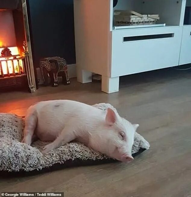 Поросята в домашних условиях фото Vegan family who rescued a 'petrified' piglet 'Arlo' from slaughter risk losing 