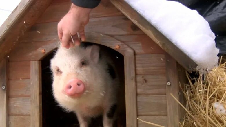 Поросята в домашних условиях фото Shock' and 'heartbreak' after adopted pig ends up on dinner table CBC News