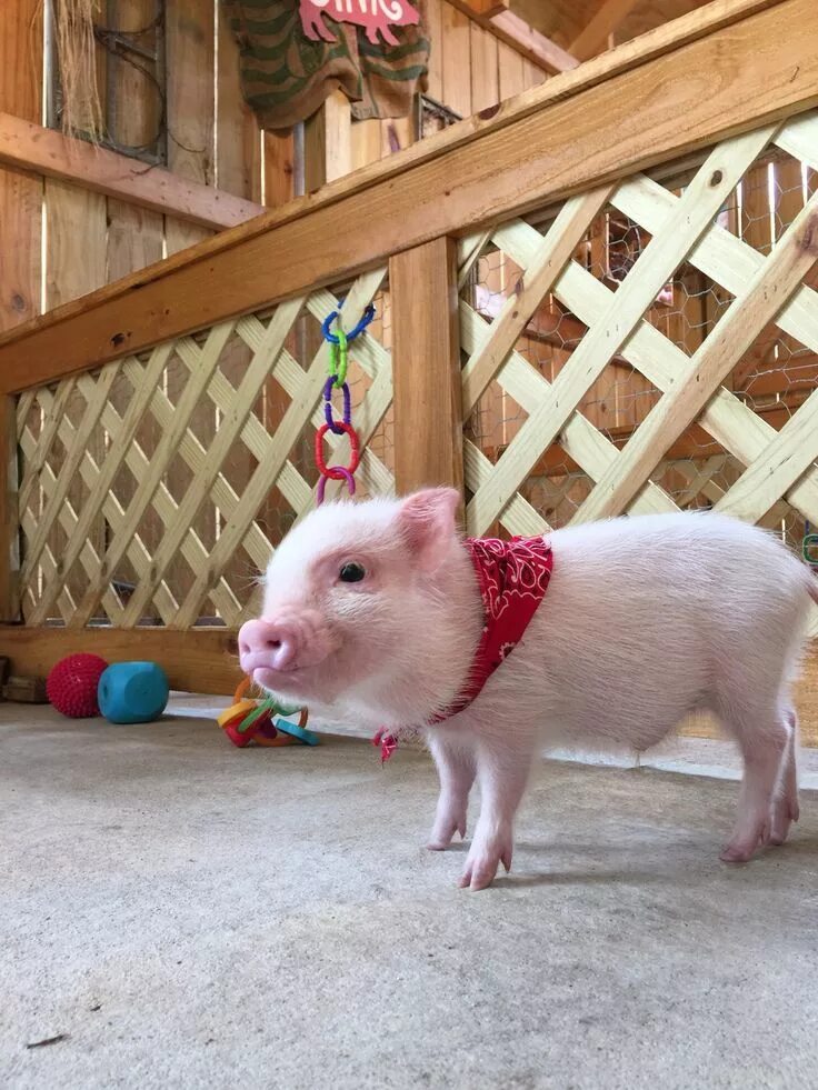 Поросята в домашних условиях фото www.oinkoinkminipigs.com Cute piglets, Cute pigs, Baby pigs