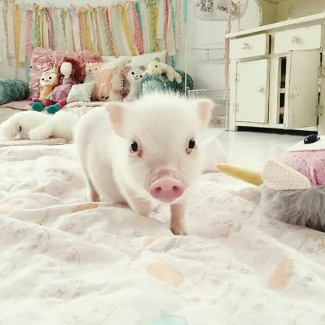 Поросята в домашних условиях фото Pin on Mini Pigs #3 Cute baby pigs, Baby pigs, Cute piglets