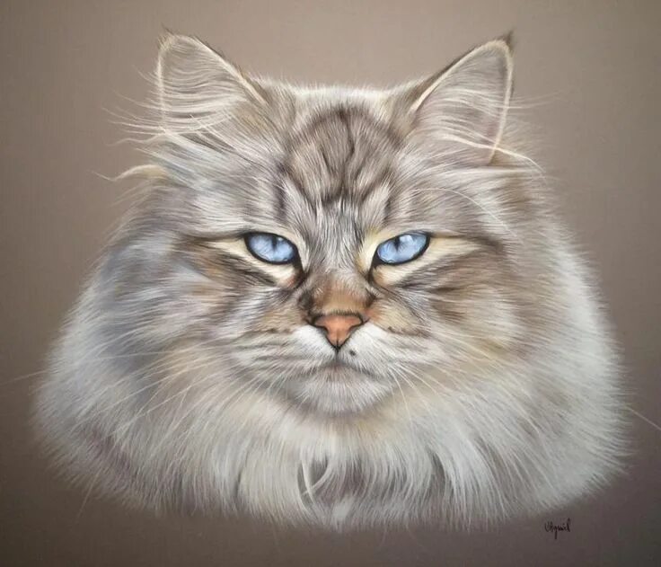 Портрет кота фото Les Pastels de Vir, portraits animaliers - Virginie Agniel Cat art, Dog art, Cat