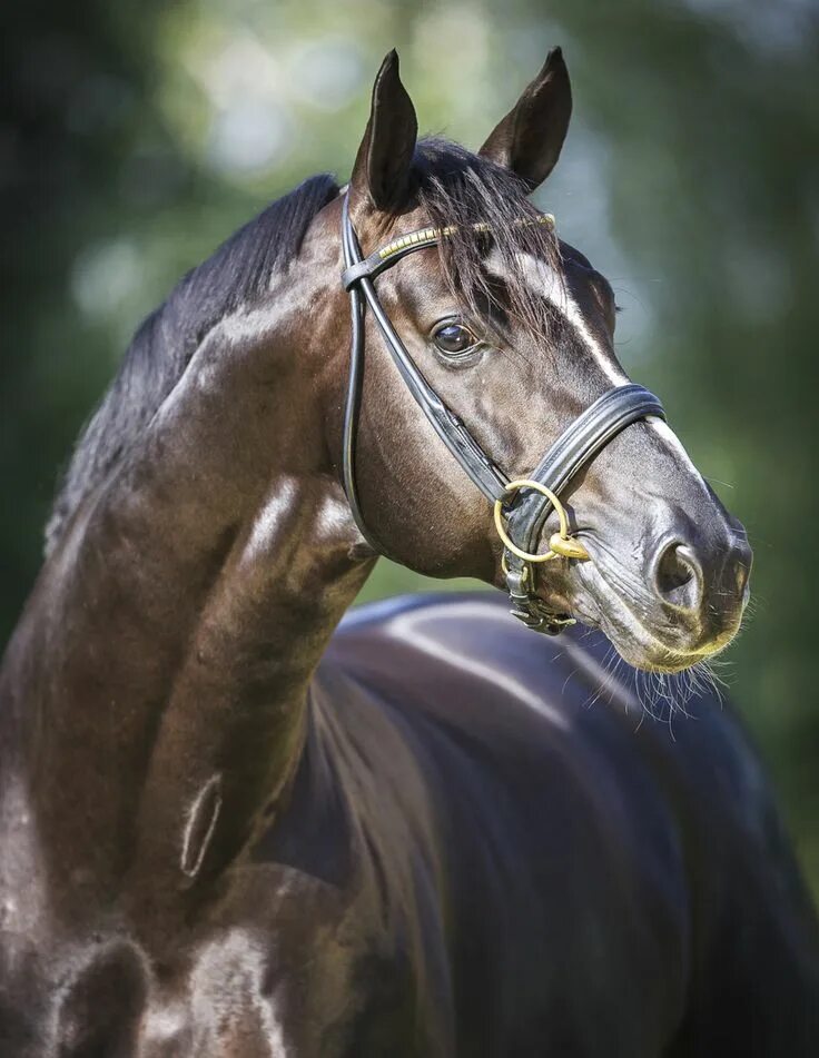 Портрет лошади фото More proof of the Belissimo M - Donnerhall cross, the stallion Black Ruby. Warmb