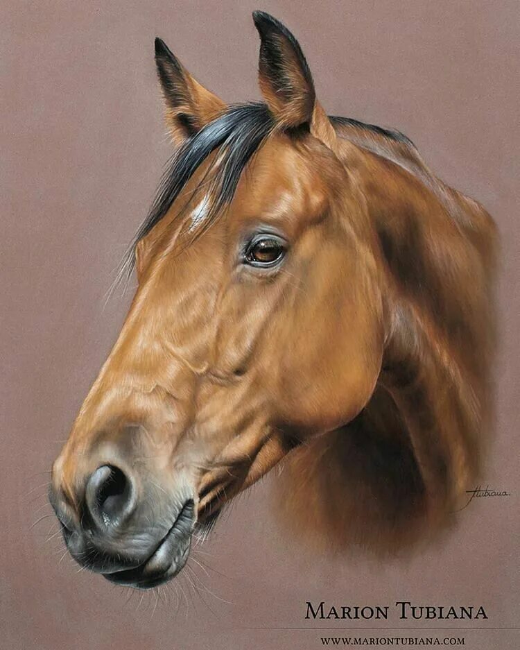 Портрет лошади фото @Regrann from @marion_tubiana_artist - #horse #horseportrait #equineartist #equi