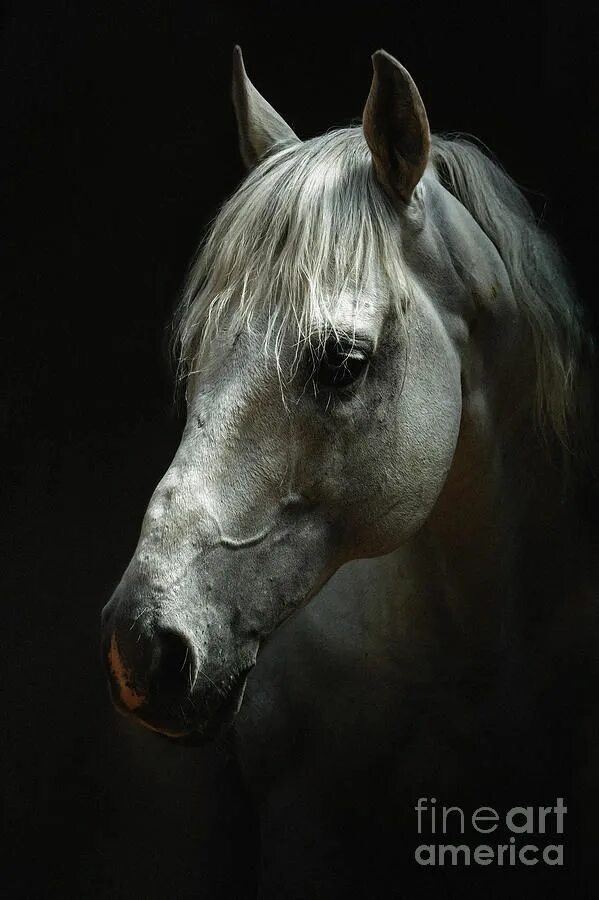 Портрет лошади фото White horse portrait by Dimitar Hristov in 2022 Horse portrait, White horses, Ho