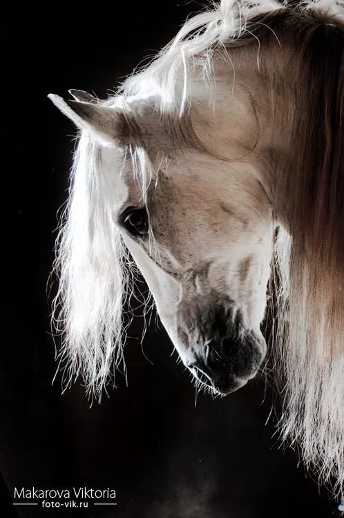 "Portrait of a Stallion" by Leslie Nicole Horses, Horse portrait, Pretty horses