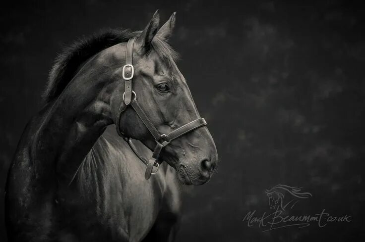 Портрет лошади фото Equine portrait by Mark Beaumont on 500px Equine portraits, Horses, Beautiful ho