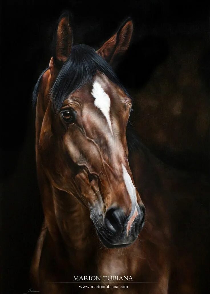 Портрет лошади фото Magnifiques pastels de Marion Tubiana Horses, Horse painting, Horse oil painting