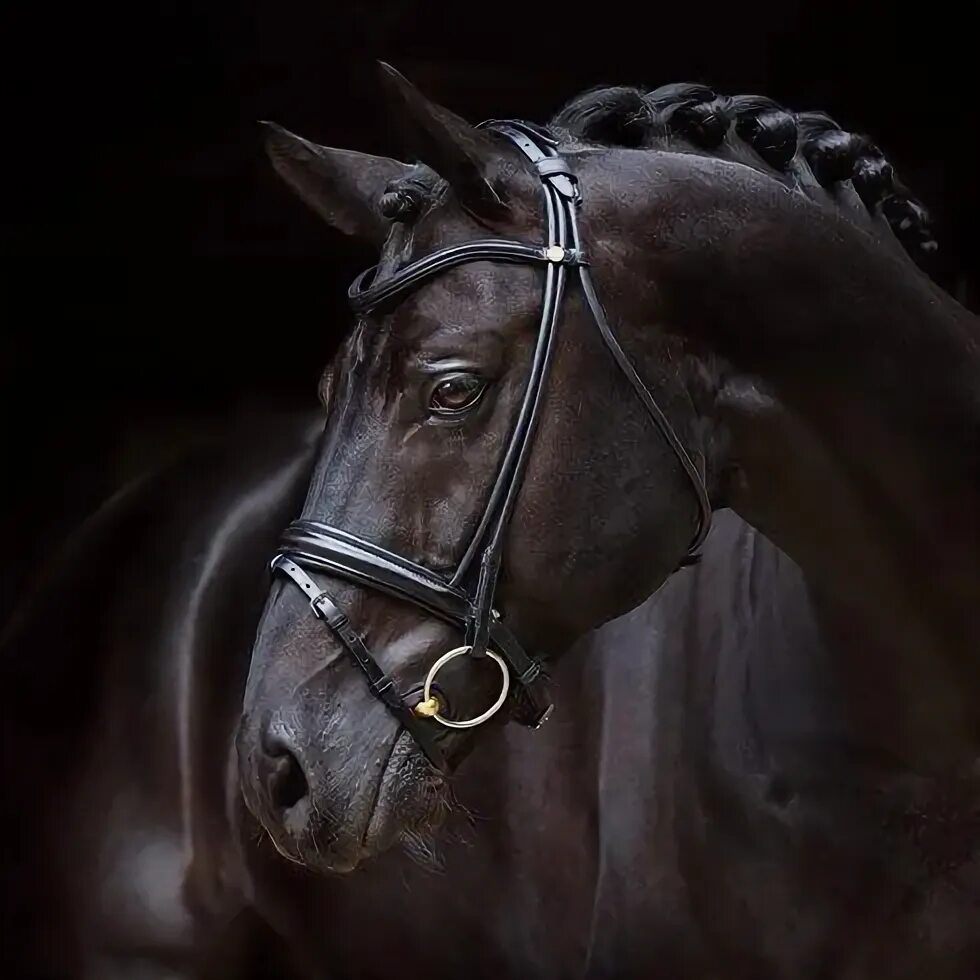 Портрет лошади фото Pin by Jay on English Bridles Warmblood horses, Black horses, Cute horses