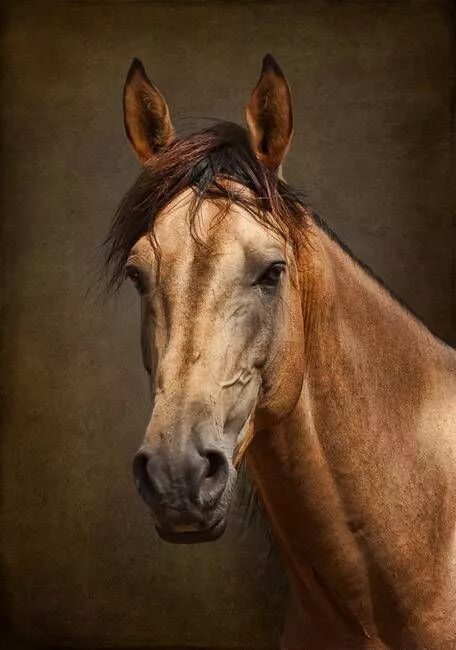 Портрет лошади фото "Portrait of a Stallion" by Leslie Nicole Horses, Horse portrait, Pretty horses