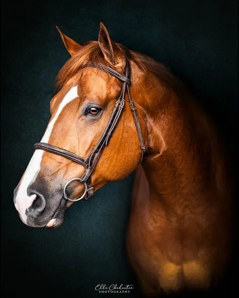 Портрет лошади фото Top-10-Ideen und -Inspiration zum Thema "horse portrait"