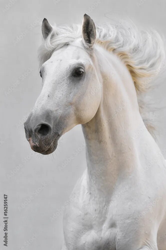 Портрет лошади фото white horse stallion isolated on the gray background Фотографія Stock Adobe Stoc