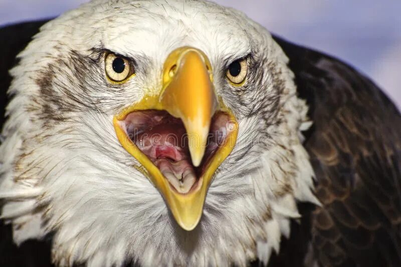 Портрет орла фото Close Up Portrait of American Bald Eagle Squawking Stock Image - Image of bird, 