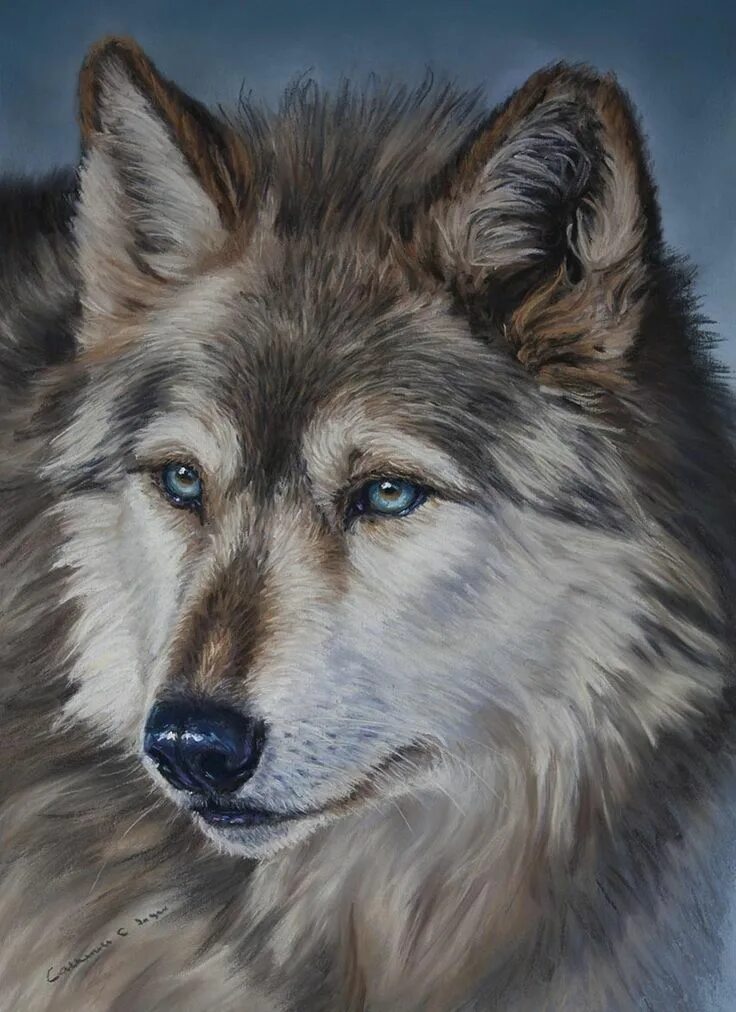 Портрет волка фото Catherine E. Inglis PASTEL Timber Wolf Wolf artwork, Wolf painting, Wolf art