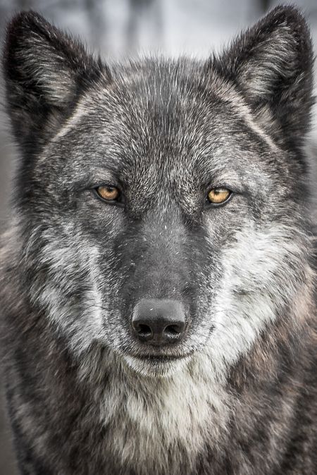 Портрет волка фото Pin on Wolves