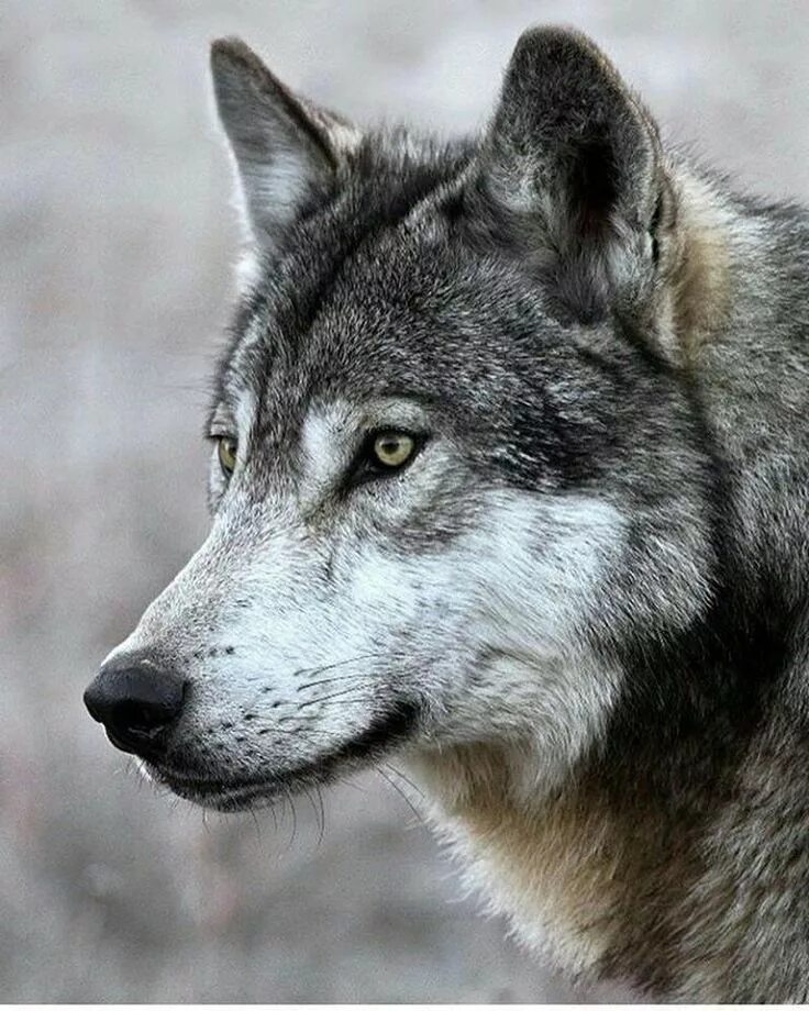 Wolf Portrait by Athena Mckinzie Portrait, Art photography, Athena