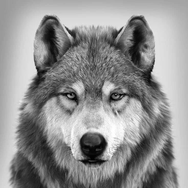 Портрет волка фото ArtStation - Wolf Portrait (different angle), Massimo Righi Wolf photography, Wo