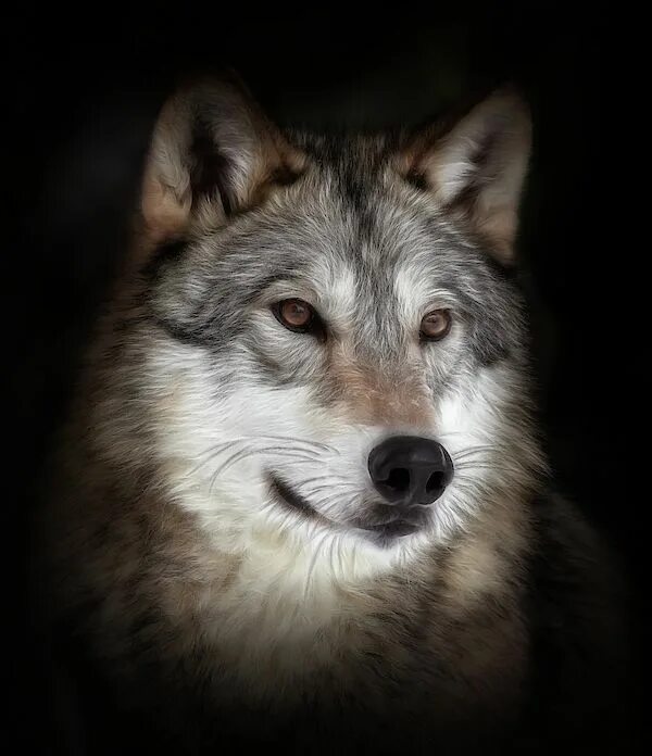 Портрет волка фото Wolf Portrait by Athena Mckinzie Portrait, Art photography, Athena