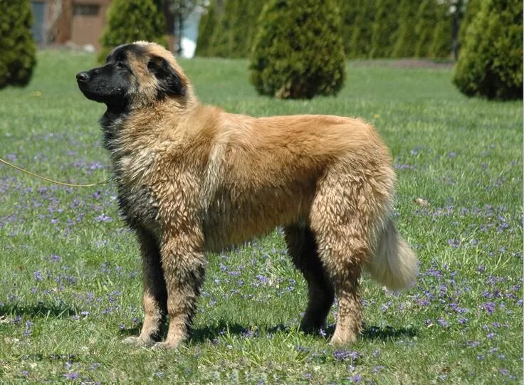 Португальская овчарка фото Файл:Estrela Mountain Dog 6 month old male.jpg - Википедия