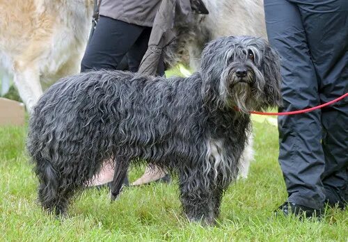 Португальская овчарка фото Bearded longhaired herding dog at dog show A dog I can't i. Flickr