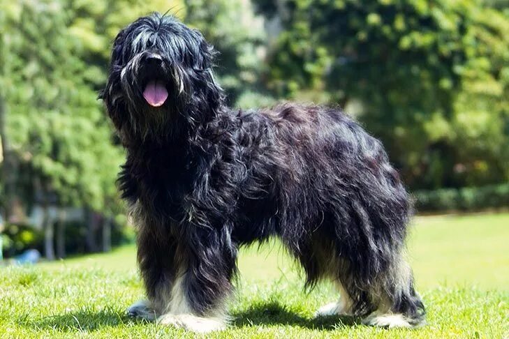 Португальская овчарка фото Portuguese Sheepdog Dog Breed Information - American Kennel Club Dog breeds list