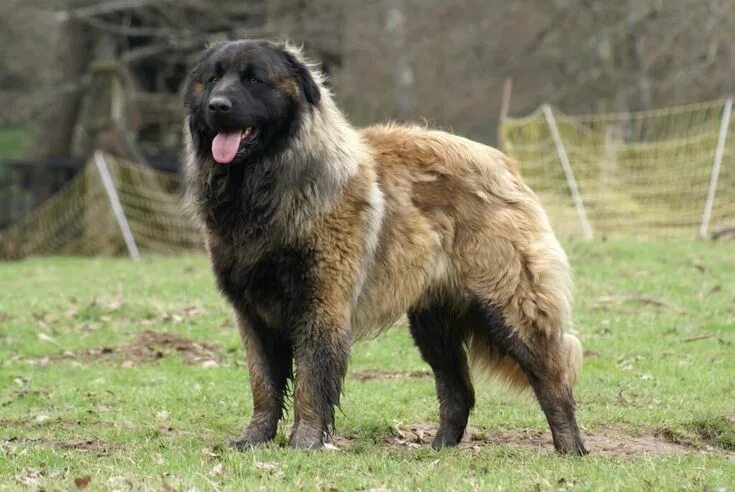 Португальская овчарка фото The Estrela Mountain Dog: Large and Hard-working Estrela mountain dog, Mountain 