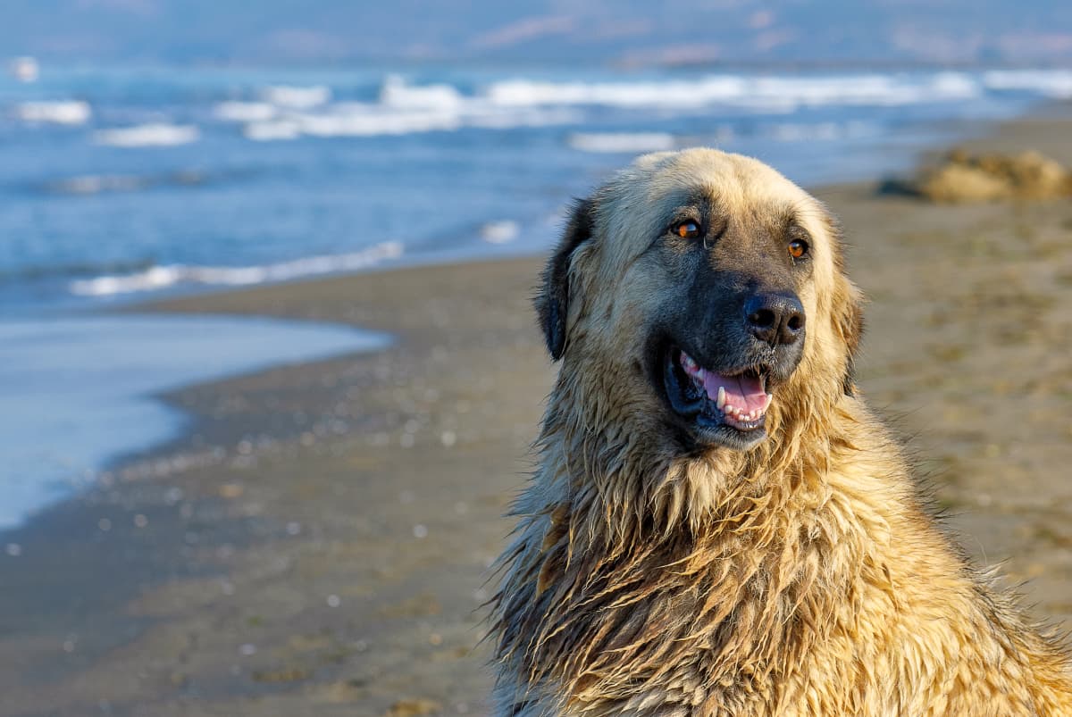 Португальская овчарка фото Big Dog's Gentle Reaction to 1-Year-Old Is So Touching