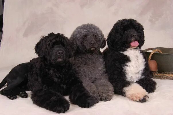 Португальская водяная собака фото About The PWD - Afortunado Portuguese Water Dogs Portuguese water dog, Portugese