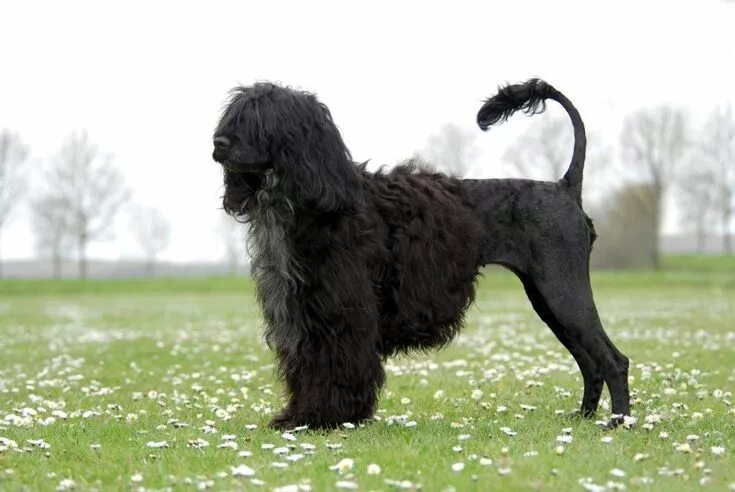 Португальская водяная собака фото Portuguese Water Dog. in 2024 Portuguese water dog, Irish water spaniel, America