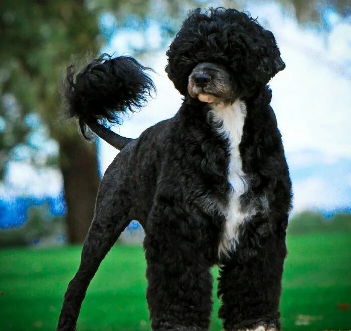 Португальская водяная собака фото 25 Most Expensive Dog Breeds in the World - Page 24 of 25 - Top Expensive Portug