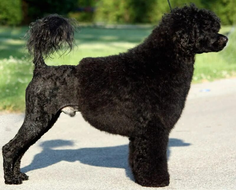 Португальская водяная собака фото Portuguese Water Dog (PWD) - Breed Information and Images - K9RL