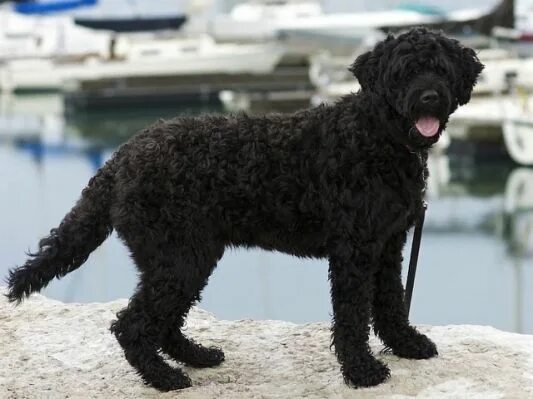 Португальская водяная собака фото Portuguese Water Dog - Bing images Portuguese water dog, Water dog, Dog breeds m