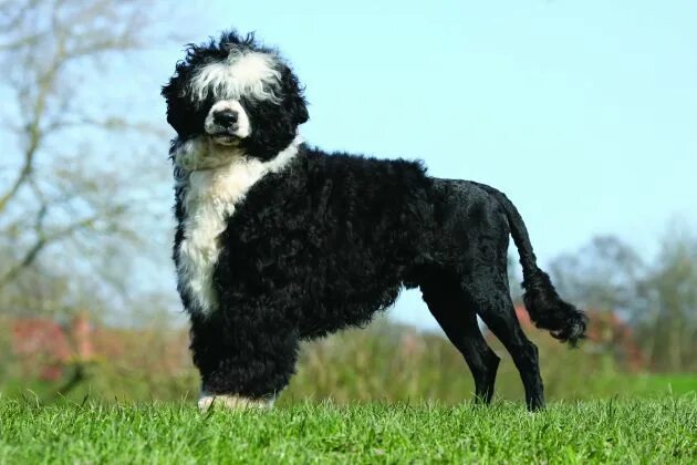 Португальская водяная собака фото Portuguese Water Dog & Puppy Breed and Adoption Info Petfinder Portugiesischer w