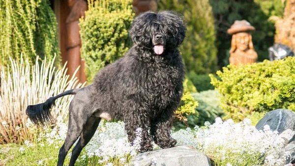 Португальская водяная собака фото 25 cute Portuguese Water Dog puppies for sale Good Dog