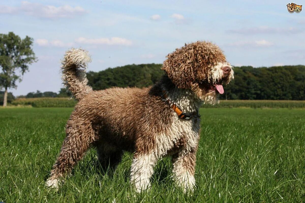 Португальская водяная собака фото File:Cantabrian Water Dog.jpg - Wikipedia