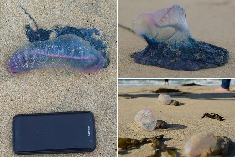 Португальский кораблик укус фото Portuguese man o' war invasion continues as stunned beachwalkers find deadly ani