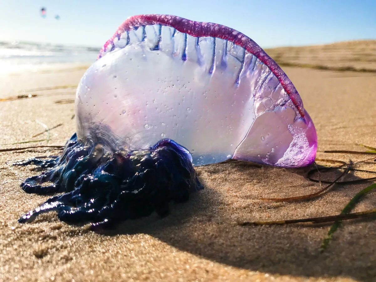 Португальский кораблик укус фото Portuguese man o'war found washed up on UK beaches