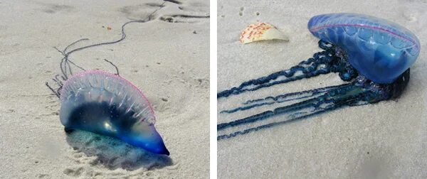 Португальский кораблик укус фото Lifeform of the week: Portuguese Man o' War Earth EarthSky