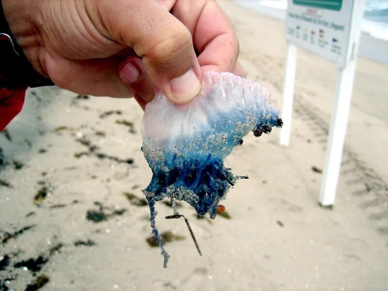 Португальский кораблик укус фото Portuguese Man-of-War Sea Jelly - "OCEAN TREASURES" Memorial Library