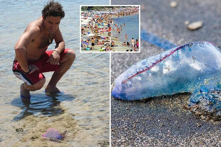 Португальский кораблик укус фото Costa Blanca beaches closed after arrival of deadly Portuguese Men O' War with p