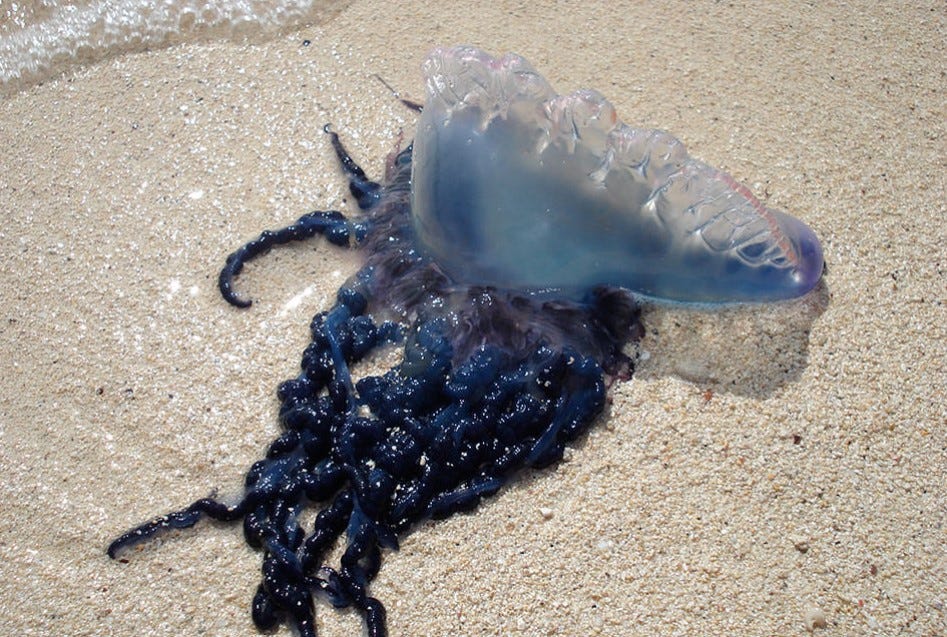 Португальский кораблик укус фото Westport's Horseneck Beach closed again for the day after Portuguese man o' war 