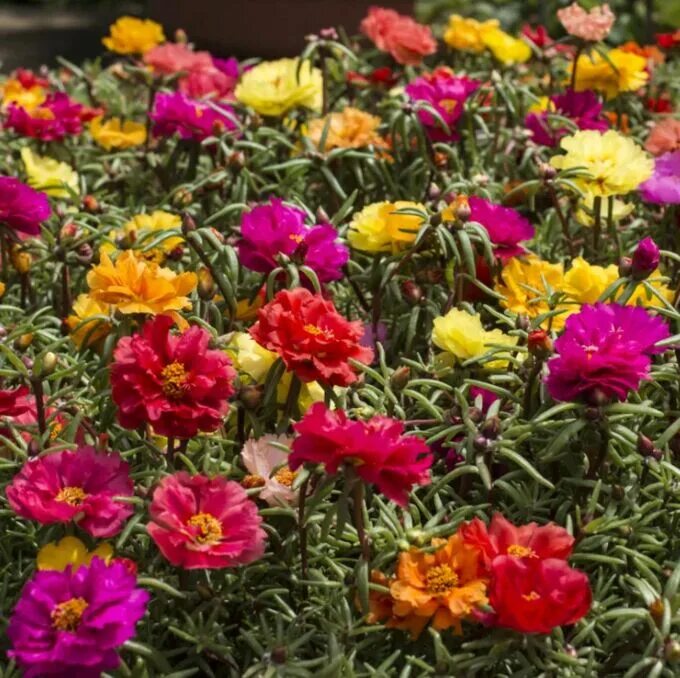 Портулак декоративный фото Портулак Санта-Мария махровый крупноцветковый 0,1г СО/зел/ Различные цветы. Семе