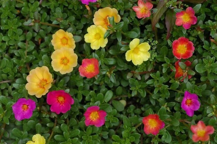 Портулак декоративный многолетний фото Portulaca - Portulaca oleracea - Piante Annuali - Portulaca, Fiore di vetro - Po