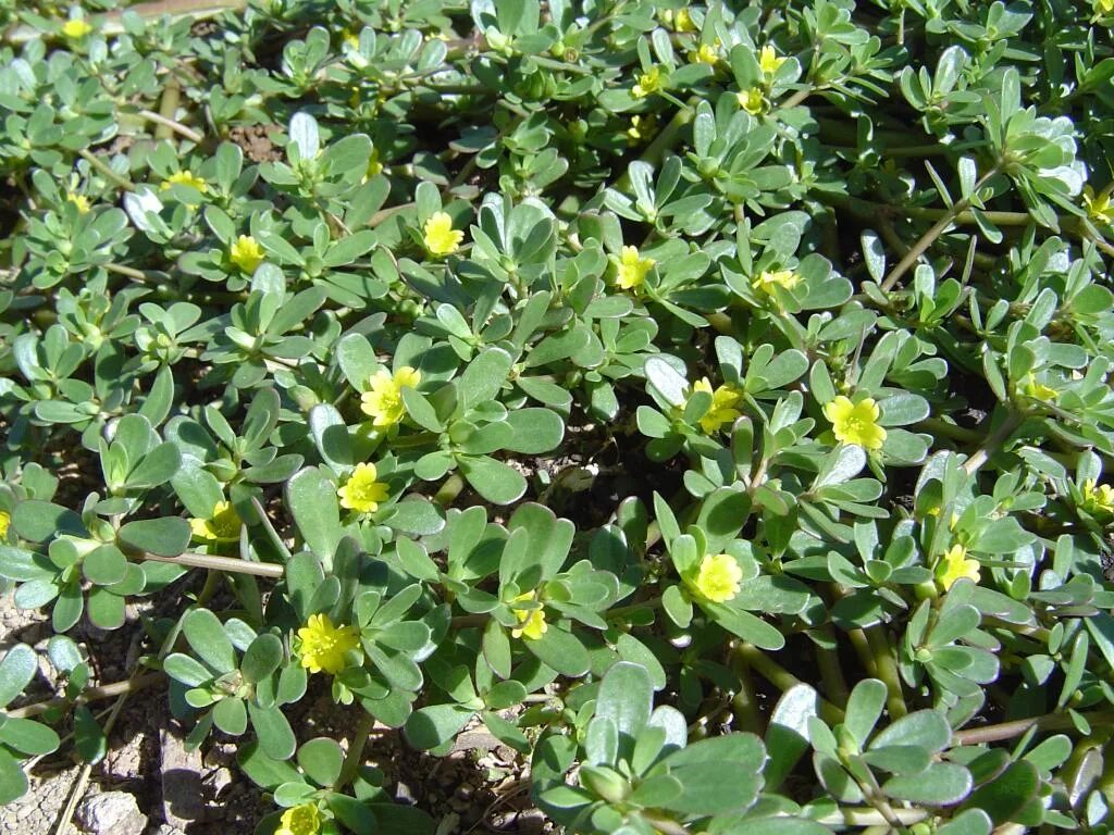 Портулак дикий фото Portulaca oleracea seed BELL Garden Company,Wholesale Plant seeds,Alive roots,Me