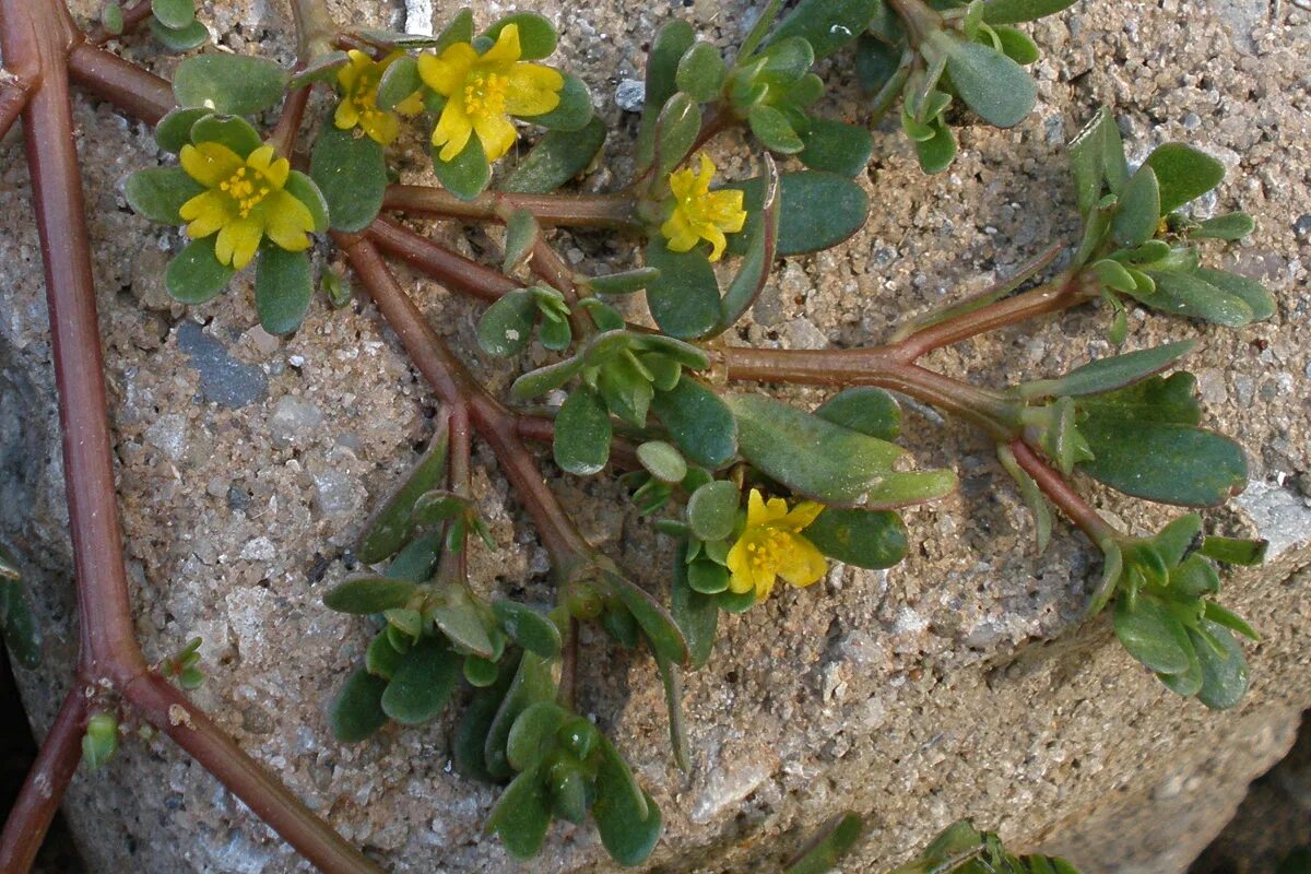 Portulaca oleracea - Image of an specimen - Plantarium